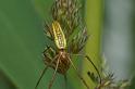 Tetragnatha_extensa_D6130_Z_89_Les Gris_Frankrijk